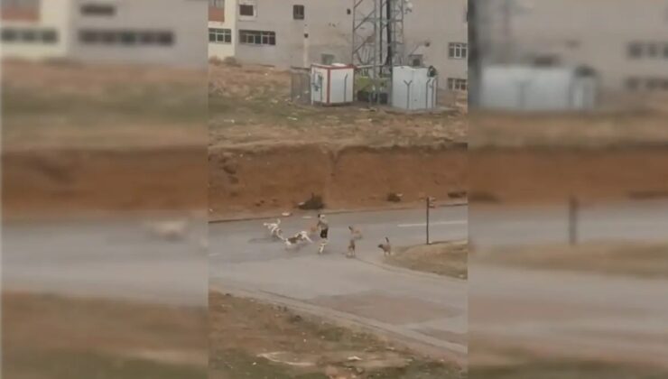 Yenimahalle’de Başıboş Köpek Saldırısı!