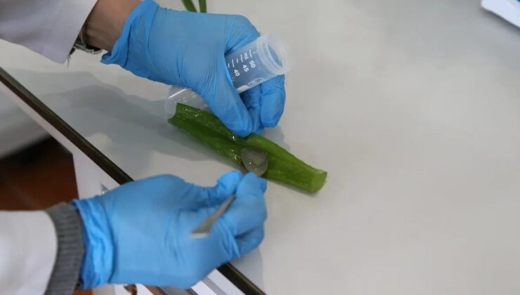 Aloe Vera ile Geliştirilen Yeni Pil Çözümü!