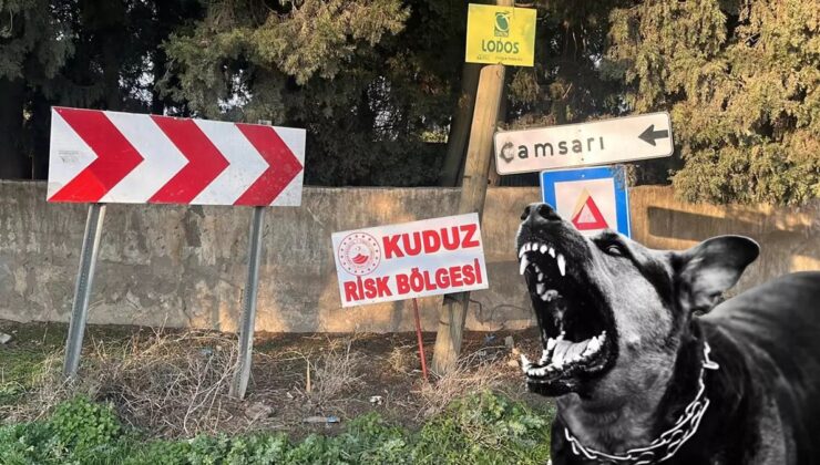 Kuduz Köpek 2 Kişiyi Isırdı, Mahalle Karantinaya Alındı